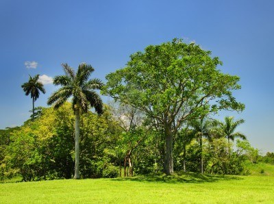 5277948-paisaje-con-arboles-y-vegetacion-de-cuba-bajo-el-cielo-azul