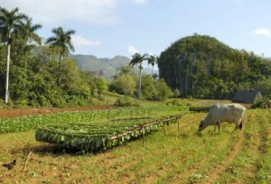 4968221-de-plantaciones-de-tabaco-en-cuba-con-el-secado-de-la-cosecha-y-el-pastoreo-de-toro (1)