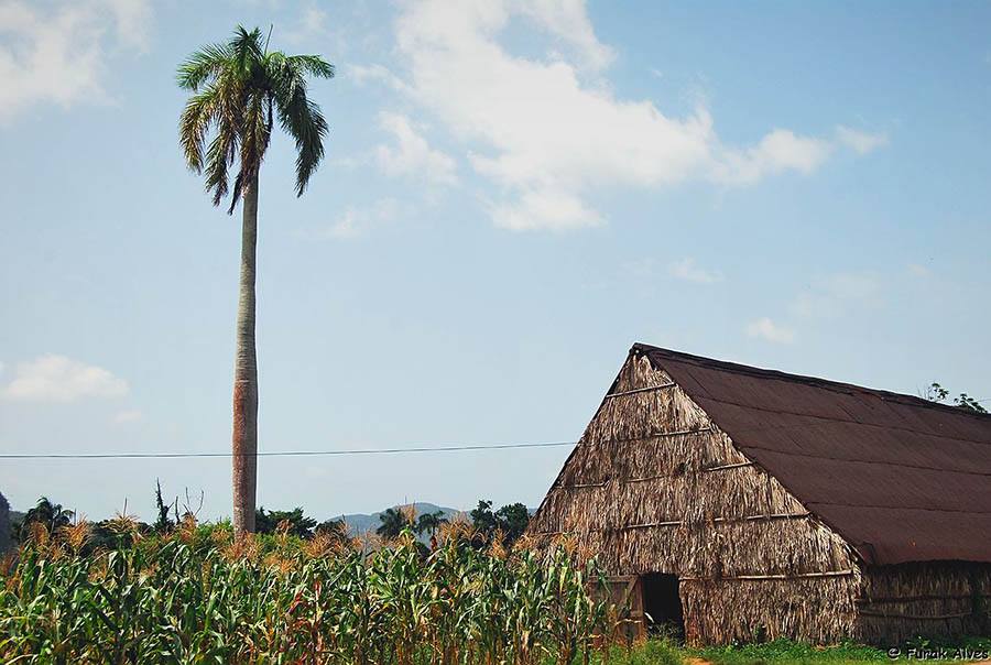 1601332_10152117158671083_663965060_n (3)