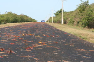cangrejos_carretera_trinidad