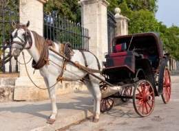 260px-Caballos_coche_habana_cuba