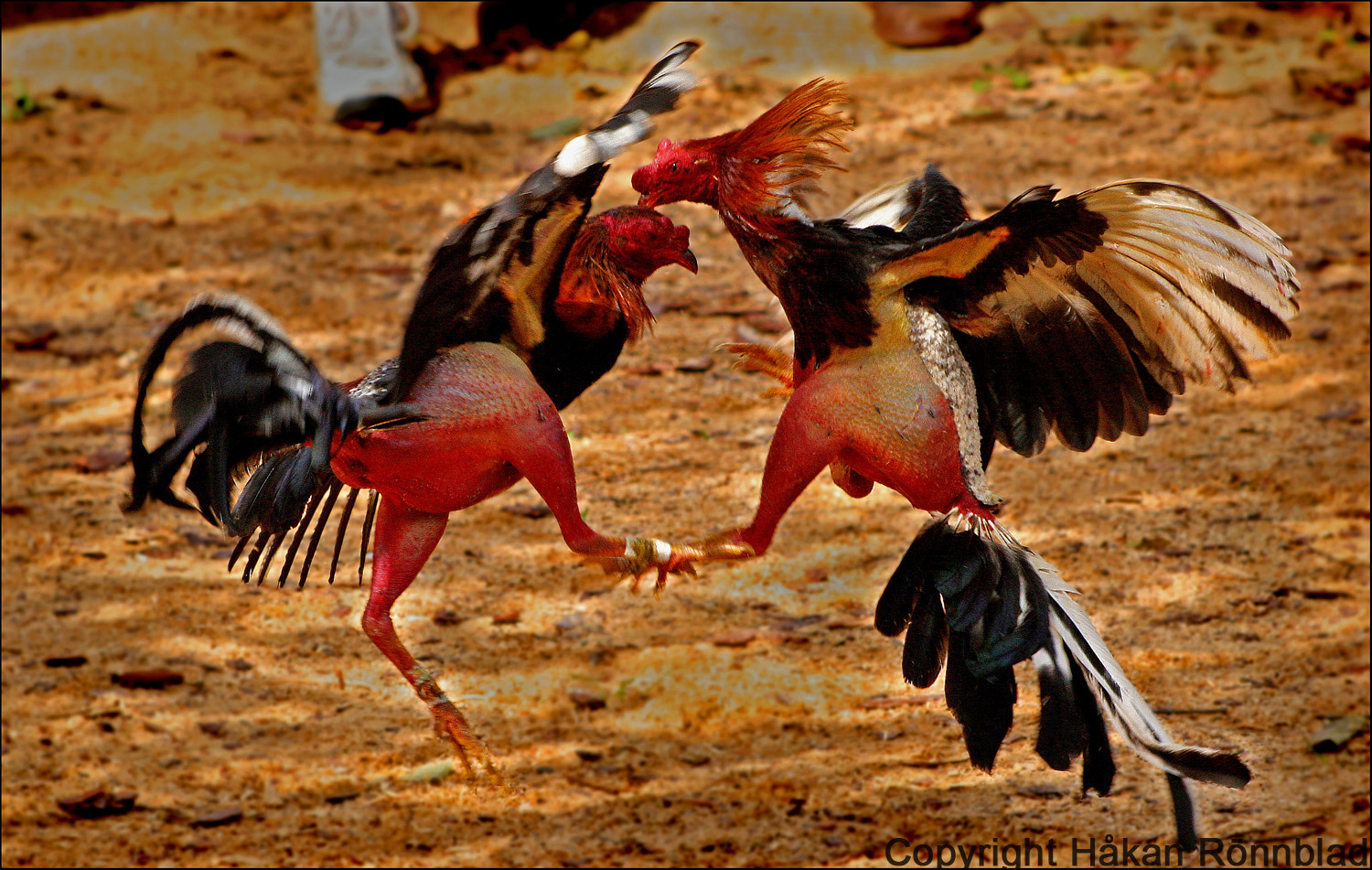 Cock Fight Wallpapers