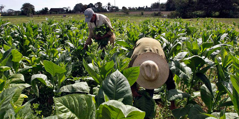 tabaco-cuba-exportaciones