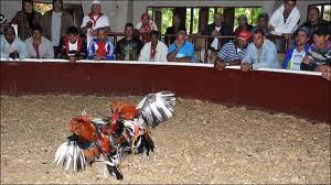 gallos-cuanos