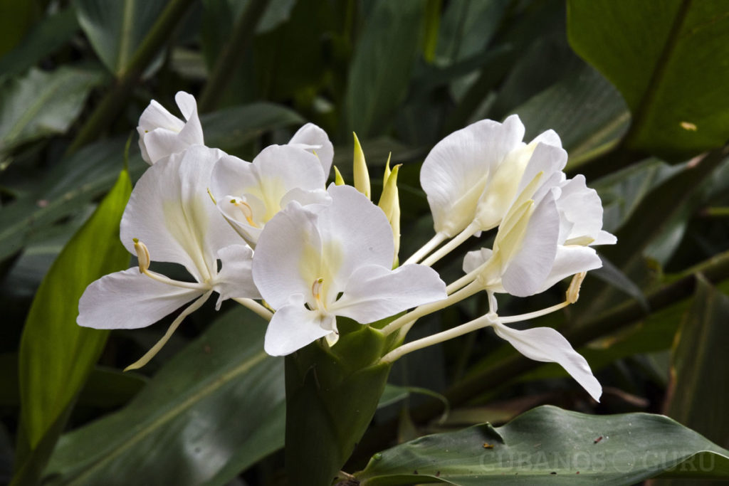 LA MARIPOSA", the Cuban National Flower. + "LA MARIPOSA", la Flor