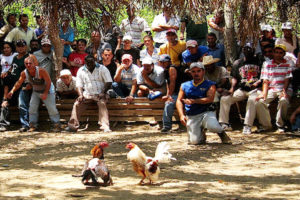 Pelea-de-gallos-en-Vinales-Cuba