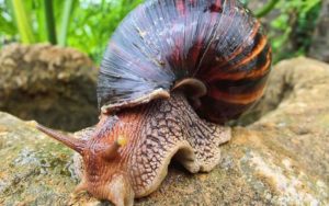 askchrissnail-800x500