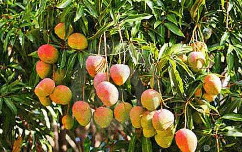 arboles-de-mango-injertados-tres-anos-canuelas-D_NQ_NP_953711-MLA20615317008_032016-F