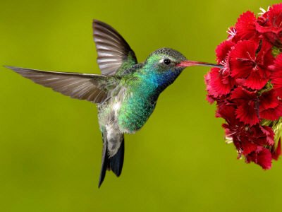 colibri 6