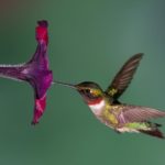 red-throated-hummingbird-shutterstock_285146858