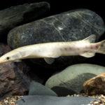 Lepisoteus oculatus