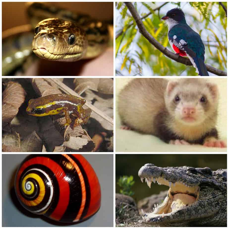 animales