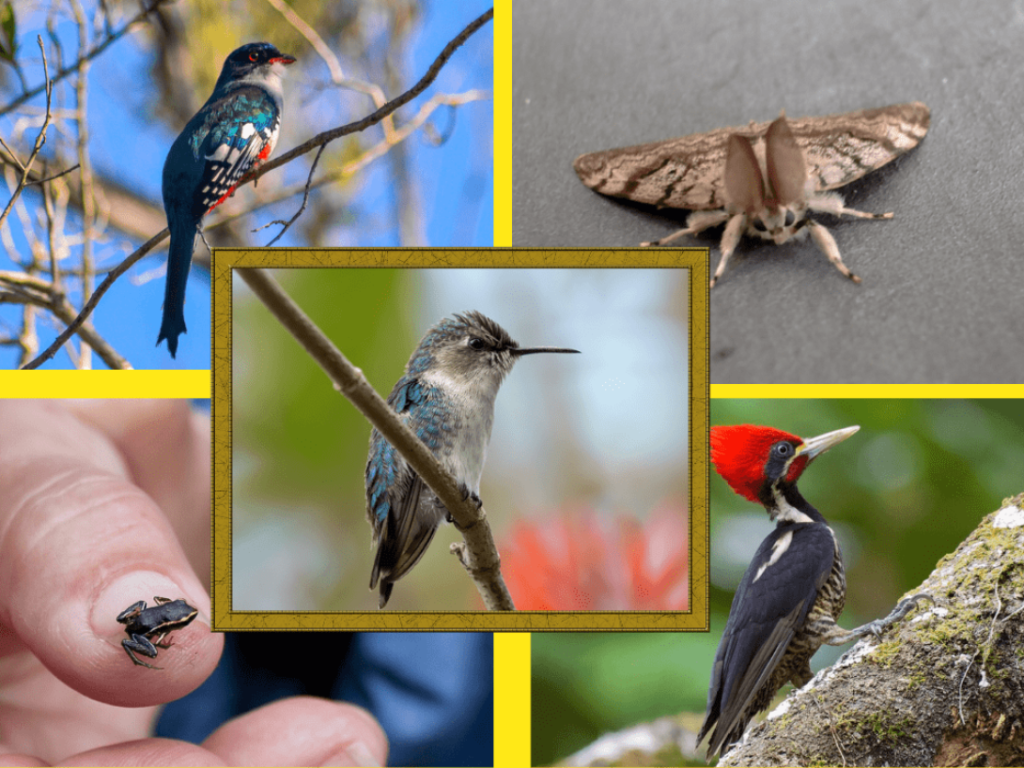 curiosidades-cuba-fauna